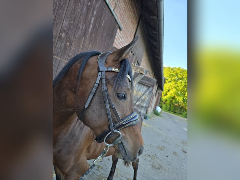 Egipski koń arabski Ogier 3 lat 141 cm Gniada in Warmsen