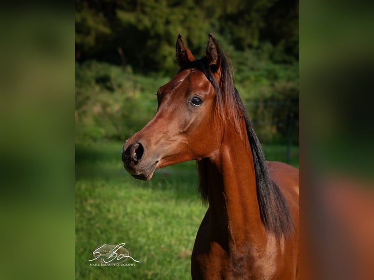 Egipski koń arabski Ogier 3 lat 155 cm Gniada in Biesdorf