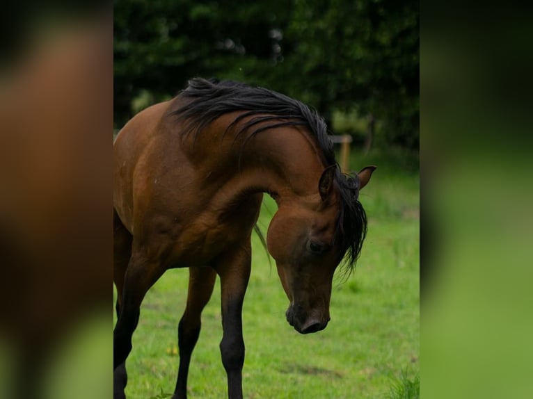 Egipski koń arabski Ogier 5 lat 151 cm Gniada in Ovelg&#xF6;nne