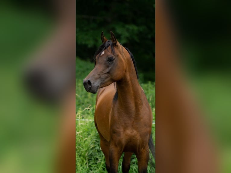 Egipski koń arabski Ogier 5 lat 151 cm Gniada in Ovelg&#xF6;nne