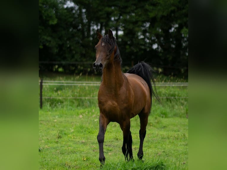 Egipski koń arabski Ogier 5 lat 151 cm Gniada in Ovelg&#xF6;nne