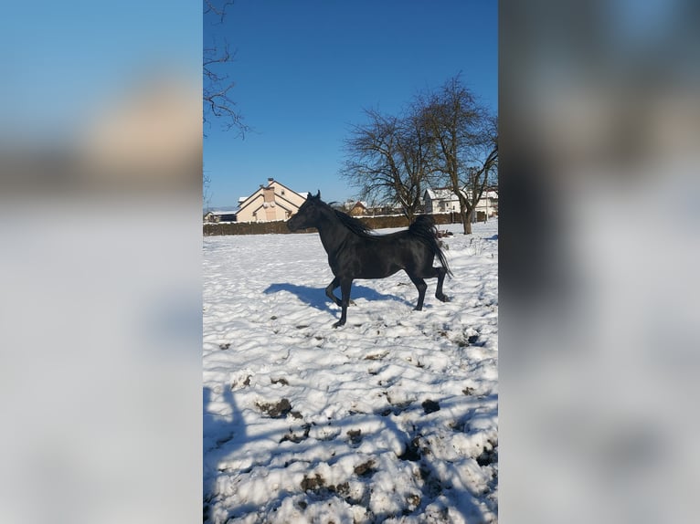 Egipski koń arabski Ogier 5 lat 158 cm Kara in Zagreb