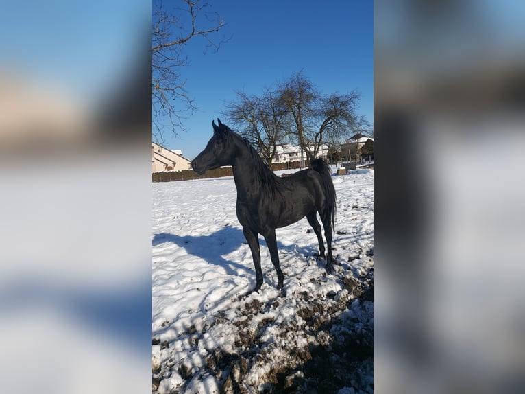 Egipski koń arabski Ogier 5 lat 158 cm Kara in Zagreb