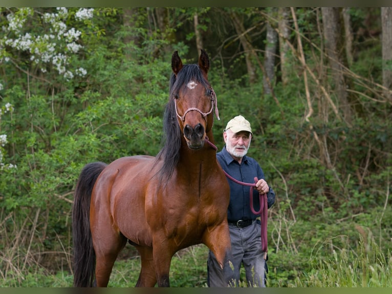 Egipski koń arabski Ogier 8 lat 157 cm Gniada in Biesdorf