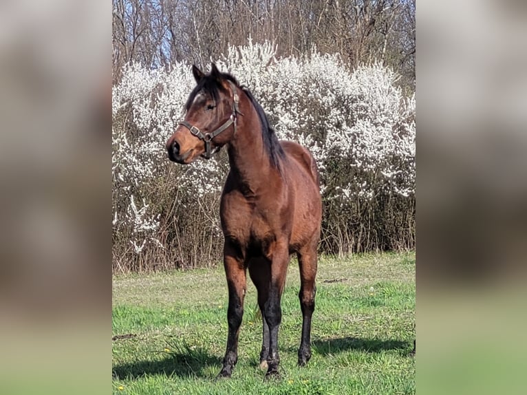 Egipski koń arabski Ogier 9 lat 155 cm Gniada in Petrinja