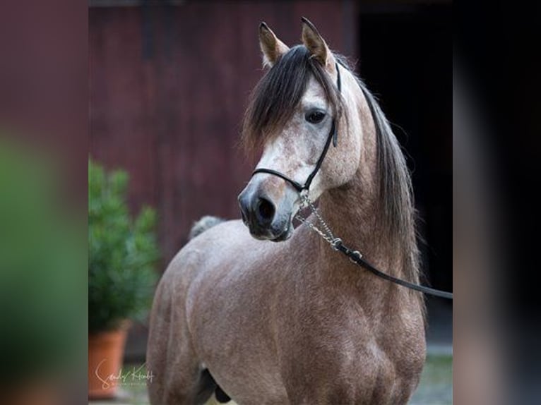 Egipski koń arabski Ogier Siwa in BlankenhainNiedersynderstedt