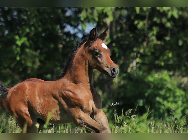 Egipski koń arabski Ogier Źrebak (05/2024) 156 cm Gniada in Kaub