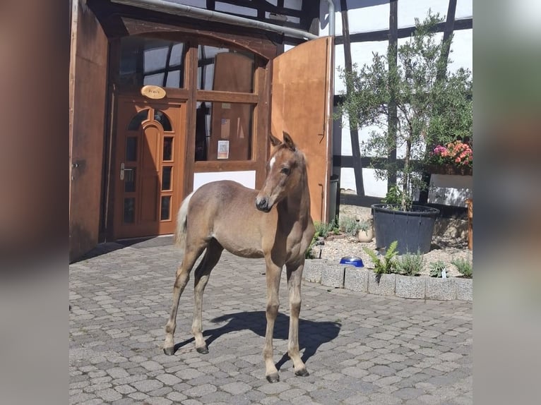 Egipski koń arabski Ogier Źrebak (05/2026) Siwa in Vreden