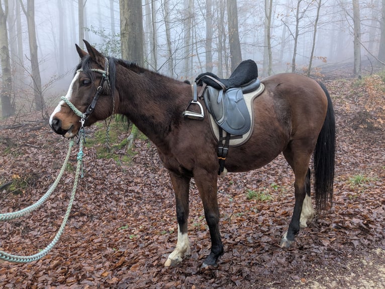Egipski koń arabski Wałach 10 lat 146 cm Gniada in Coppenbr&#xFC;gge
