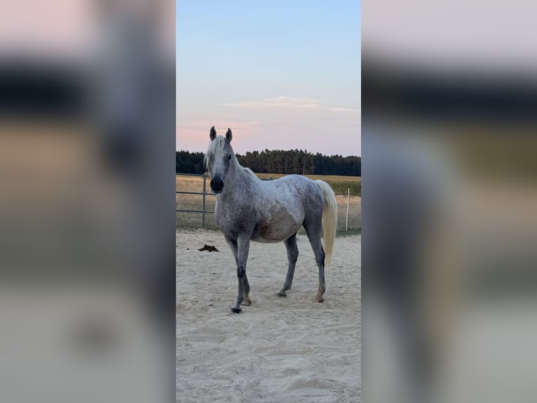 Egipski koń arabski Wałach 10 lat 152 cm Siwa w hreczce in Ursensollen
