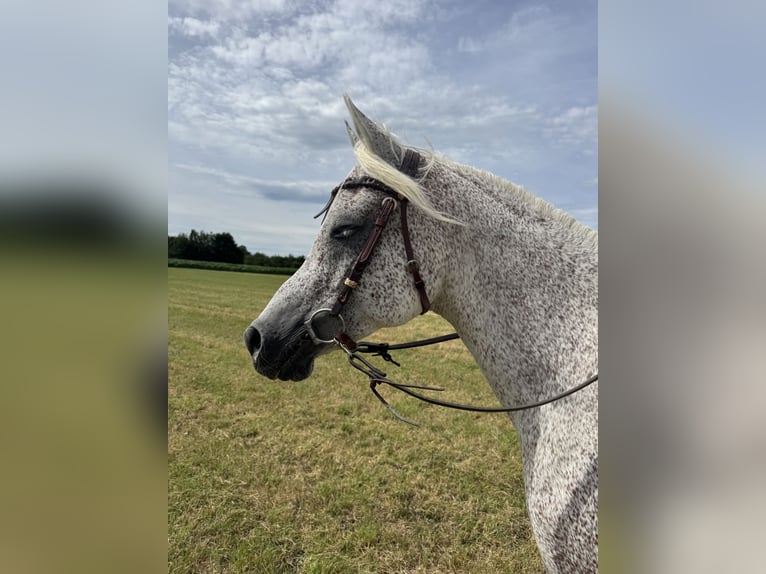 Egipski koń arabski Wałach 10 lat 152 cm Siwa w hreczce in Ursensollen