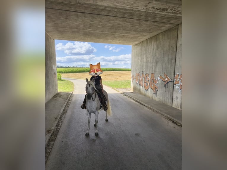 Egipski koń arabski Wałach 10 lat 152 cm Siwa w hreczce in Ursensollen