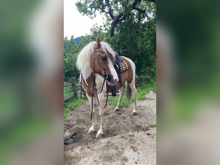Egipski koń arabski Mix Wałach 11 lat 140 cm Srokata in Treffen