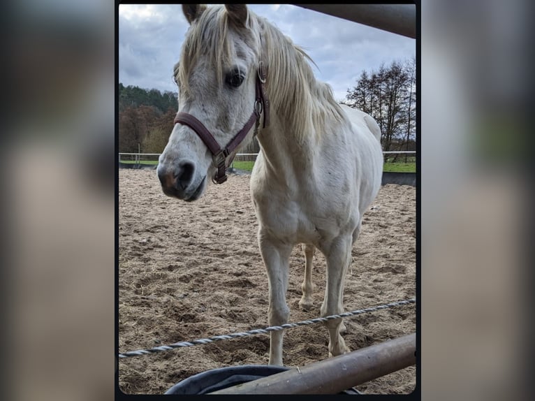 Egipski koń arabski Wałach 11 lat Siwa in Adelebsen