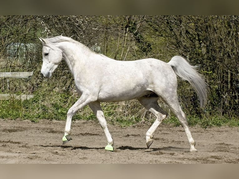 Egipski koń arabski Wałach 13 lat 155 cm Siwa in Hartenholm