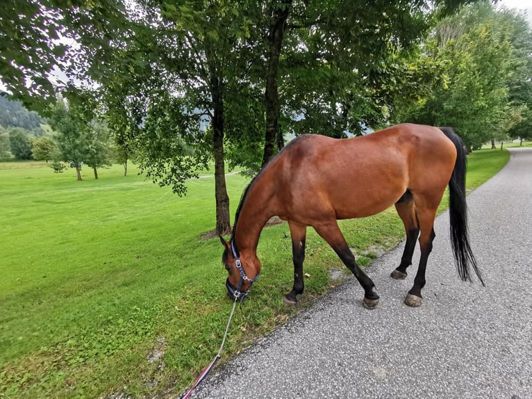 Egipski koń arabski Wałach 16 lat 154 cm Gniada in Schladming