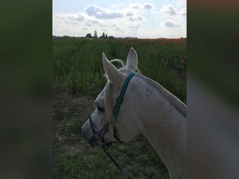 Egipski koń arabski Wałach 17 lat 152 cm Siwa in Scheden