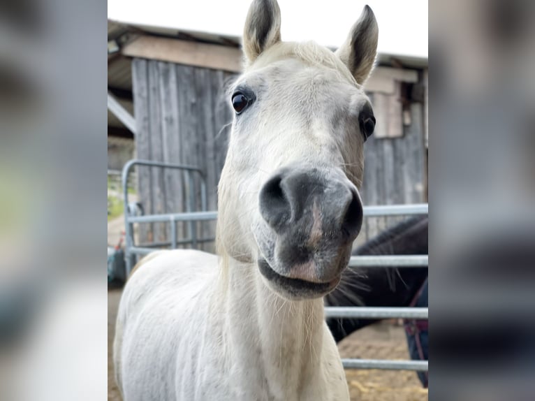 Egipski koń arabski Wałach 18 lat 152 cm Siwa w hreczce in Herrsching am Ammersee