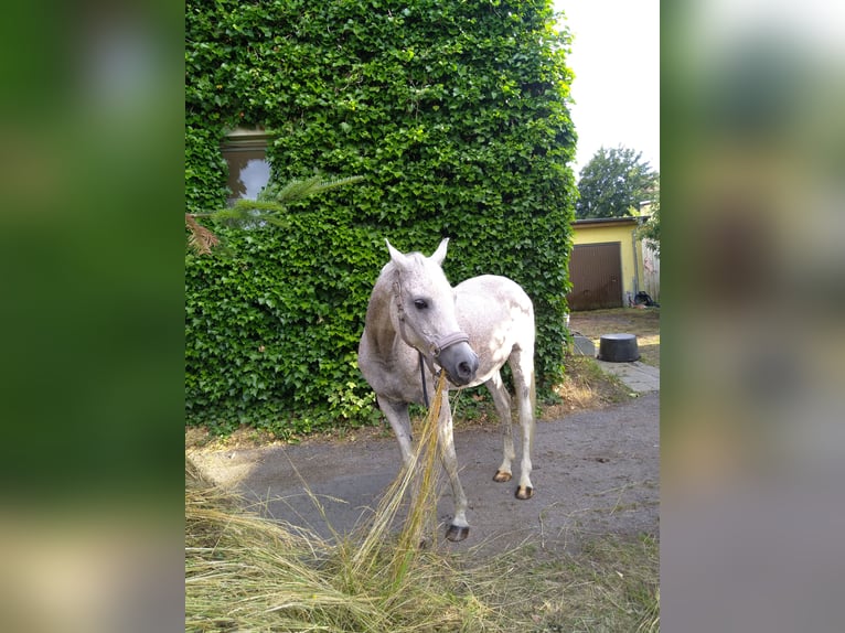 Egipski koń arabski Wałach 18 lat 155 cm Siwa w hreczce in Warnstedt Egipski koń arabski Wałach 18 lat 155 cm Siwa w hreczce in Warnstedt