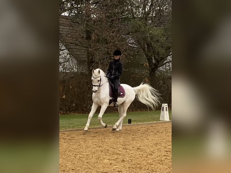 Egipski koń arabski Wałach 19 lat 152 cm Siwa w hreczce in Herrsching am Ammersee