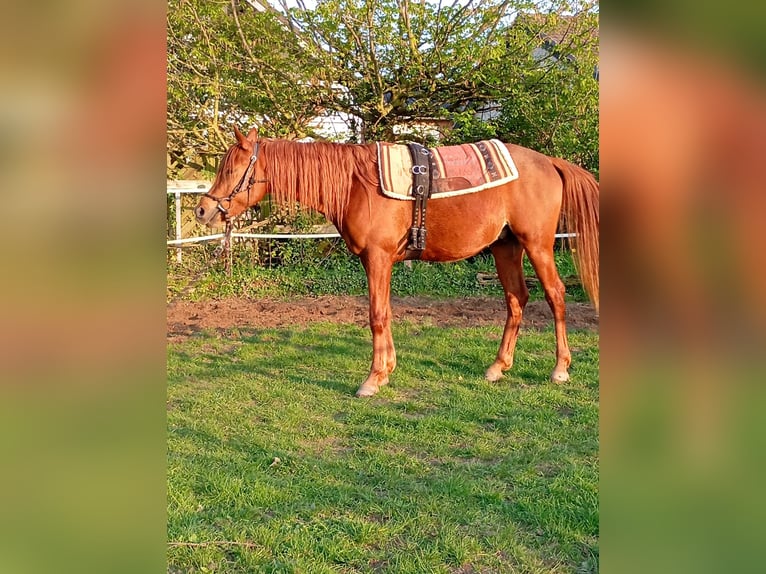 Egipski koń arabski Wałach 3 lat 152 cm Kasztanowata in Erftstadt