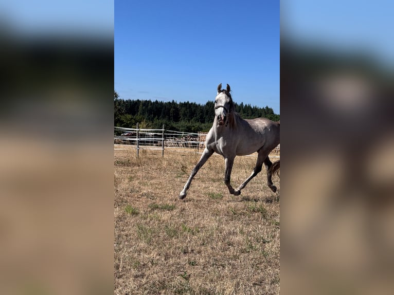 Egipski koń arabski Wałach 4 lat 150 cm Siwa in Schollbrunn