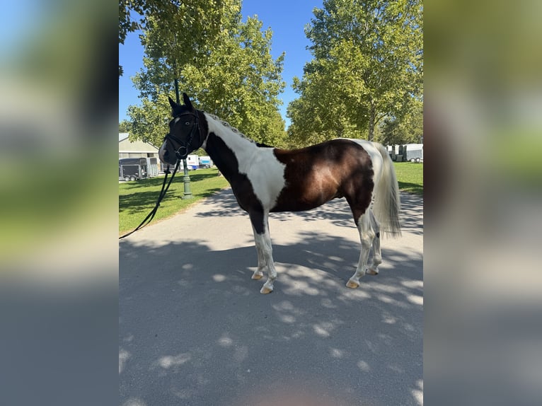 Egipski koń arabski Mix Wałach 4 lat 156 cm Srokata in Ebreichsdorf