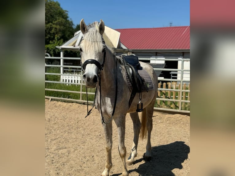Egipski koń arabski Wałach 5 lat 158 cm Siwa in M&#xF6;nchengladbac