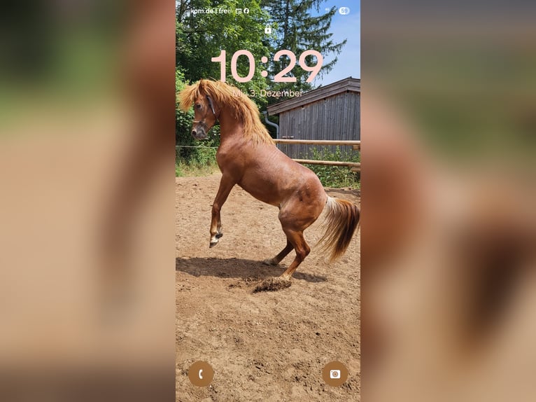 Egipski koń arabski Wałach 6 lat 146 cm Kasztanowata in Holzkirchen