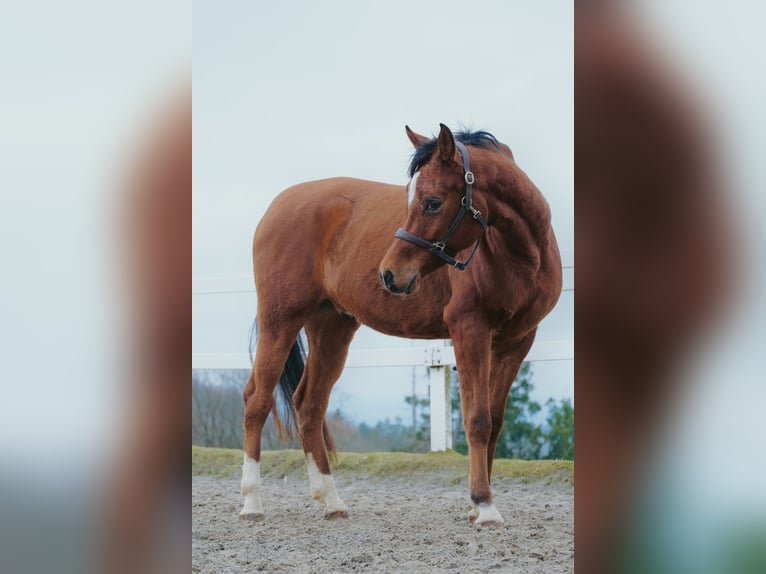 Egipski koń arabski Wałach 6 lat 153 cm Gniada in Ulrichstein