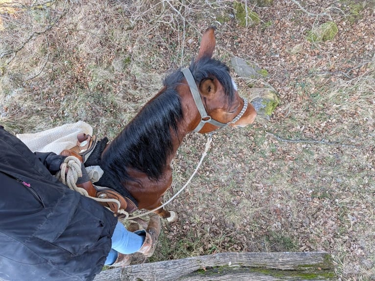 Egipski koń arabski Wałach 6 lat 153 cm Gniada in Ulrichstein