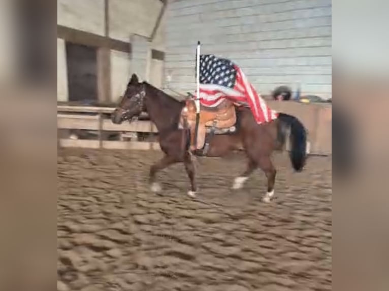 Egipski koń arabski Wałach 6 lat 153 cm Gniada in Ulrichstein