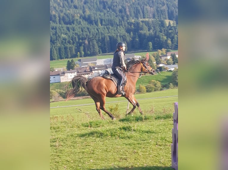 Egipski koń arabski Wałach 6 lat 156 cm Gniada in le Brassus