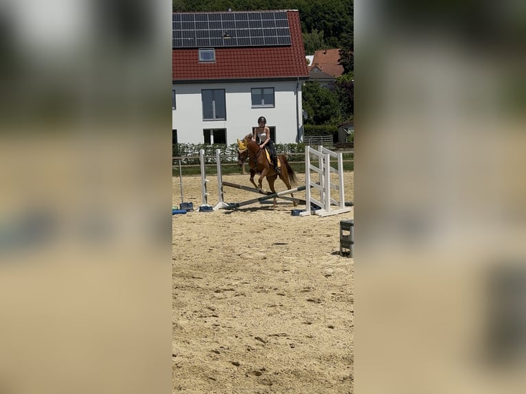 Egipski koń arabski Wałach 8 lat 153 cm Kasztanowata in Horn-Bad Meinberg
