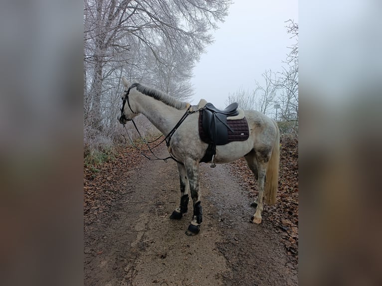 Egipski koń arabski Wałach 8 lat 155 cm Siwa jabłkowita in Laberweinting