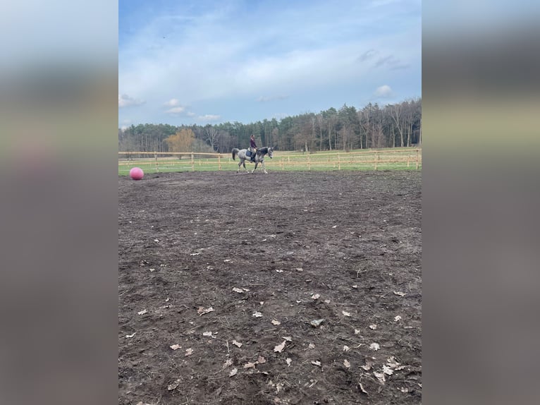 Egipski koń arabski Wałach 11 lat 155 cm Siwa jabłkowita in Hermannsburg