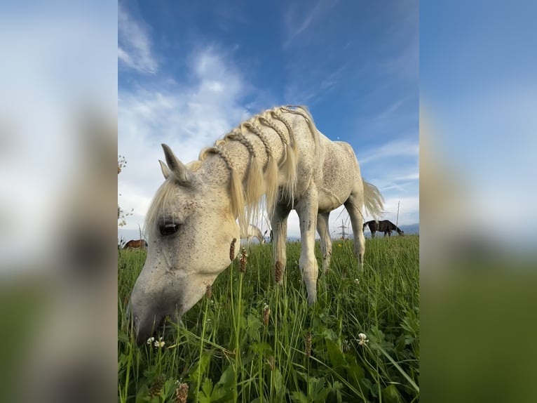 Egipski koń arabski Wałach 14 lat 150 cm Siwa w hreczce in Neumarkt am Wallersee