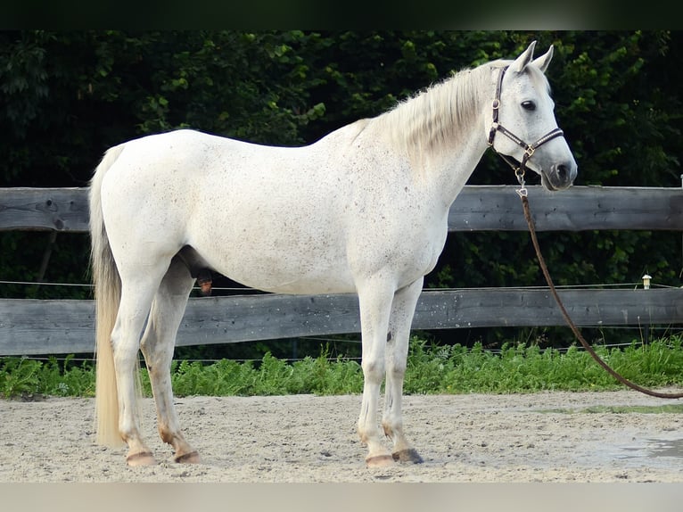 Egipski koń arabski Wałach 14 lat 154 cm Siwa in Golmbach