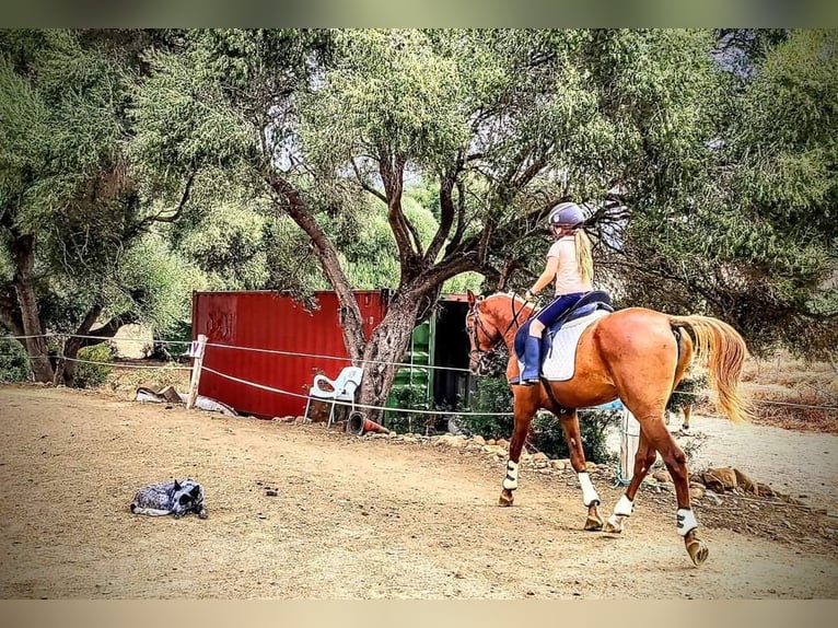 Egipski koń arabski Wałach 6 lat 149 cm Kasztanowata in Pedro Valiente
