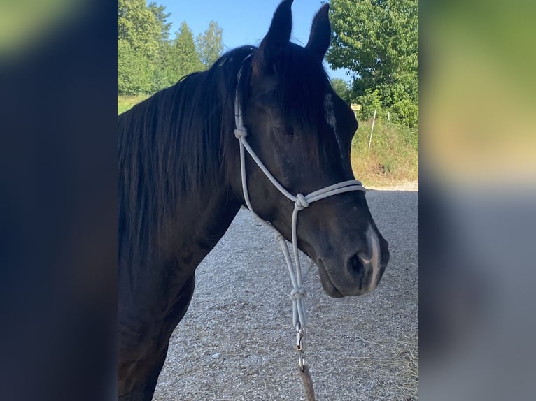 Egipski koń arabski Wałach 7 lat 150 cm Kara in Birgland