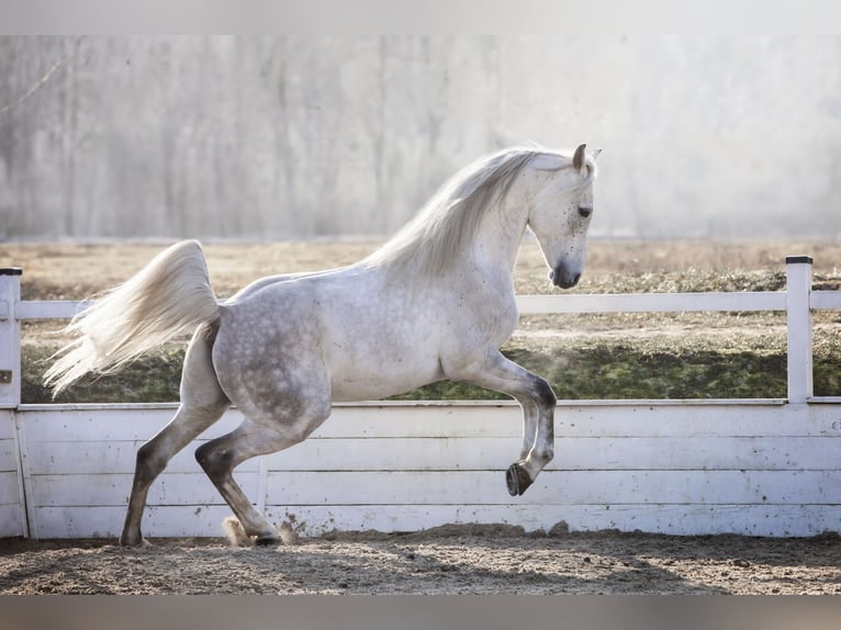 Egmej Gal Arabian horses Stallion in Poby&#x142;kowo Ma&#x142;e