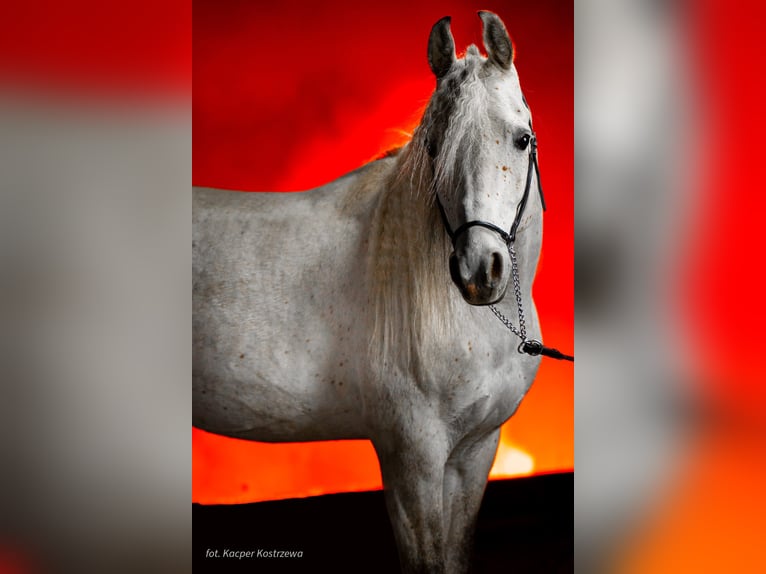 Egmej Gal Arabian horses Stallion Grey in Poby&#x142;kowo Ma&#x142;e