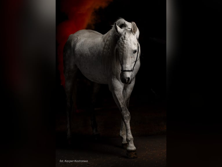 Egmej Gal Arabian horses Stallion Grey in Poby&#x142;kowo Ma&#x142;e