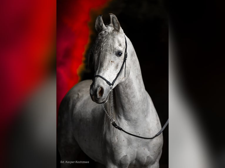 Egmej Gal Arabian horses Stallion Grey in Poby&#x142;kowo Ma&#x142;e
