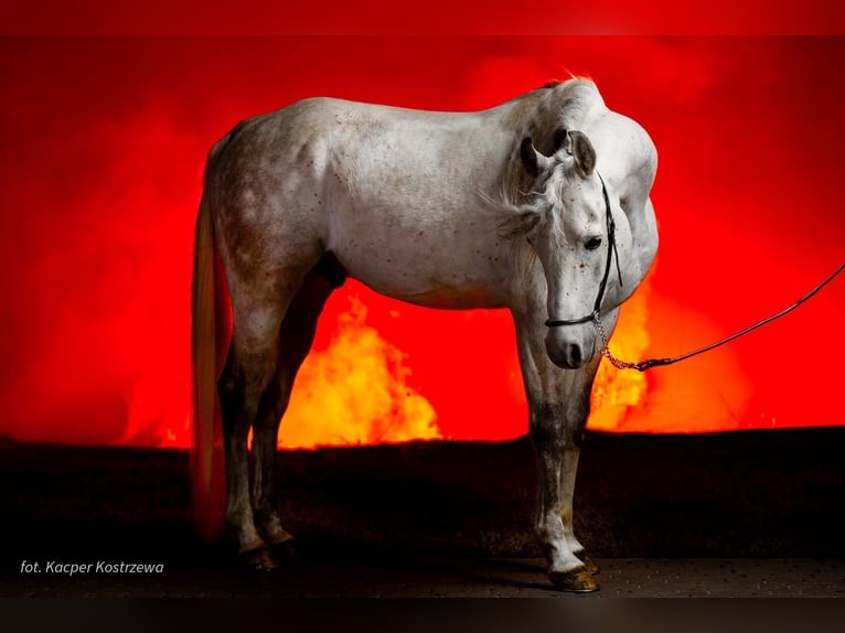 Egmej Gal Arabian horses Stallion Grey in Poby&#x142;kowo Ma&#x142;e