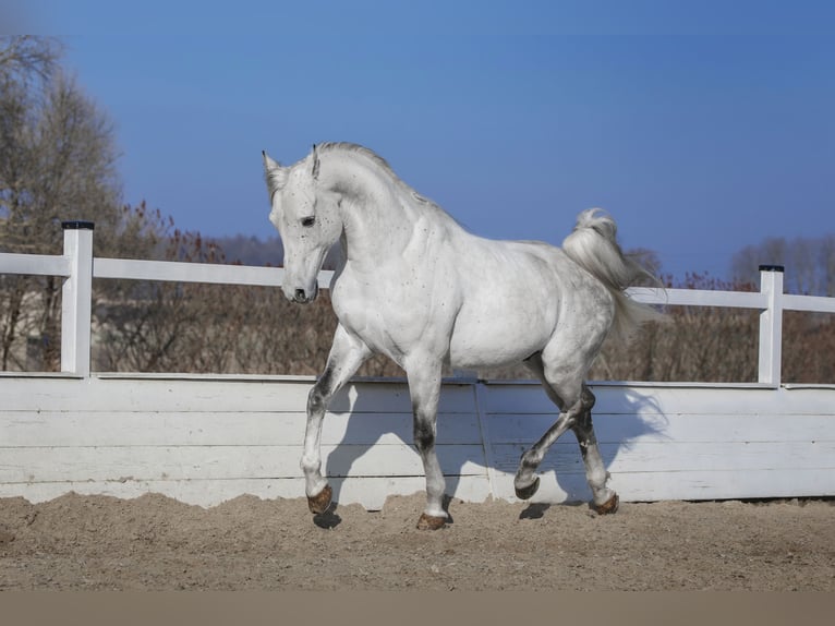 Egmej Gal Arabian horses Stallion Grey in Poby&#x142;kowo Ma&#x142;e