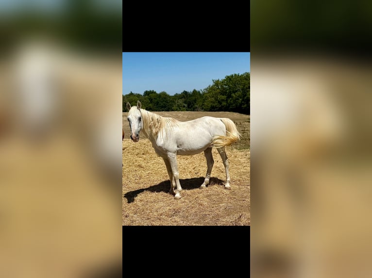 Egyptische Arabier Hengst 19 Jaar 152 cm Wit in montaiguet en forez