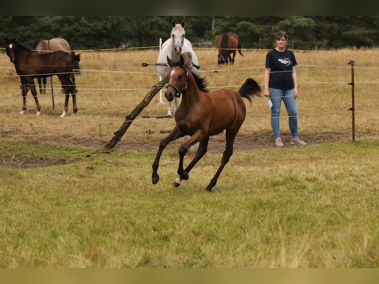 Egyptische Arabier Hengst 1 Jaar 144 cm Bruin in Bienenbüttel