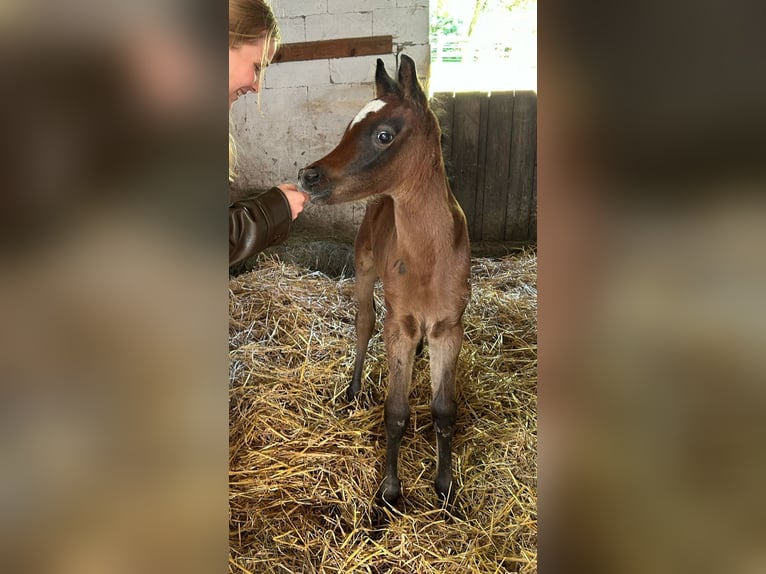 Egyptische Arabier Hengst 1 Jaar 150 cm Schimmel in Welzheim