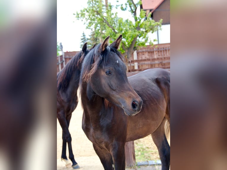 Egyptische Arabier Hengst 1 Jaar 152 cm Donkerbruin in Blankenhain